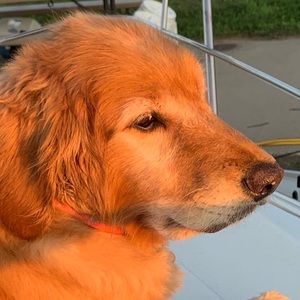 Meet your Posher, Abigail